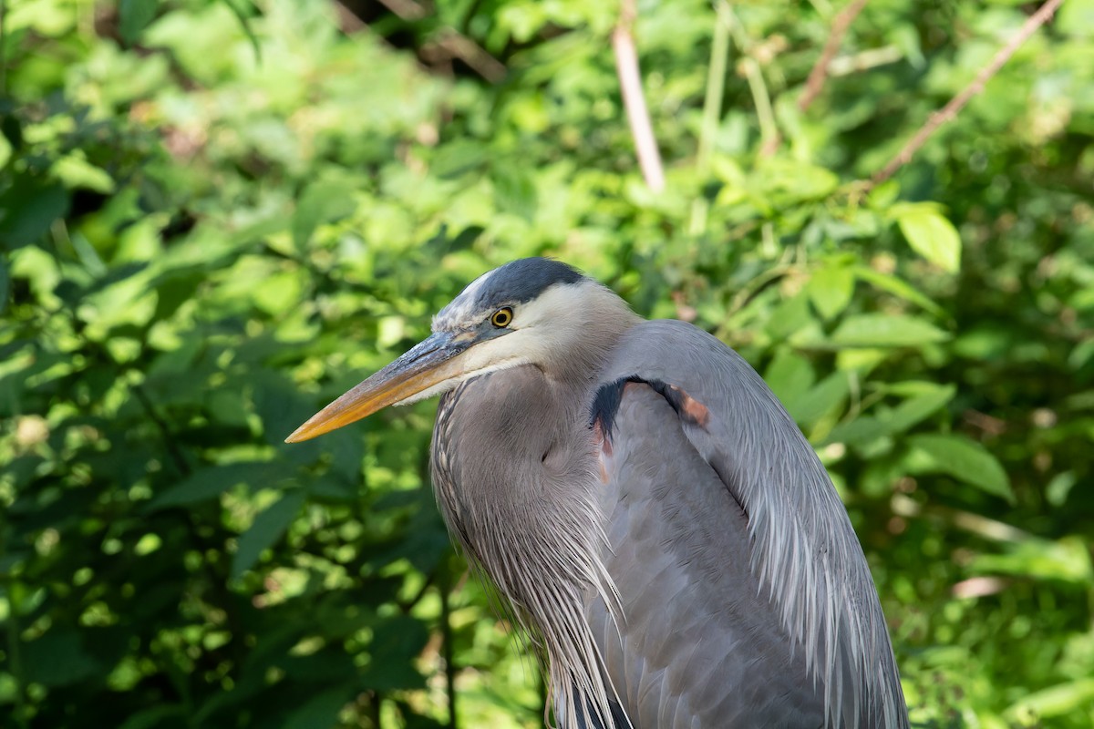Great Blue Heron - ML569049951