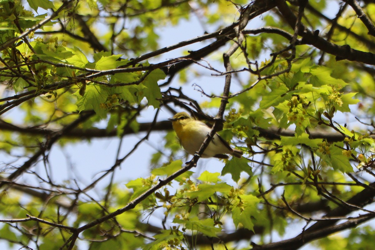 gulbrystvireo - ML569052191