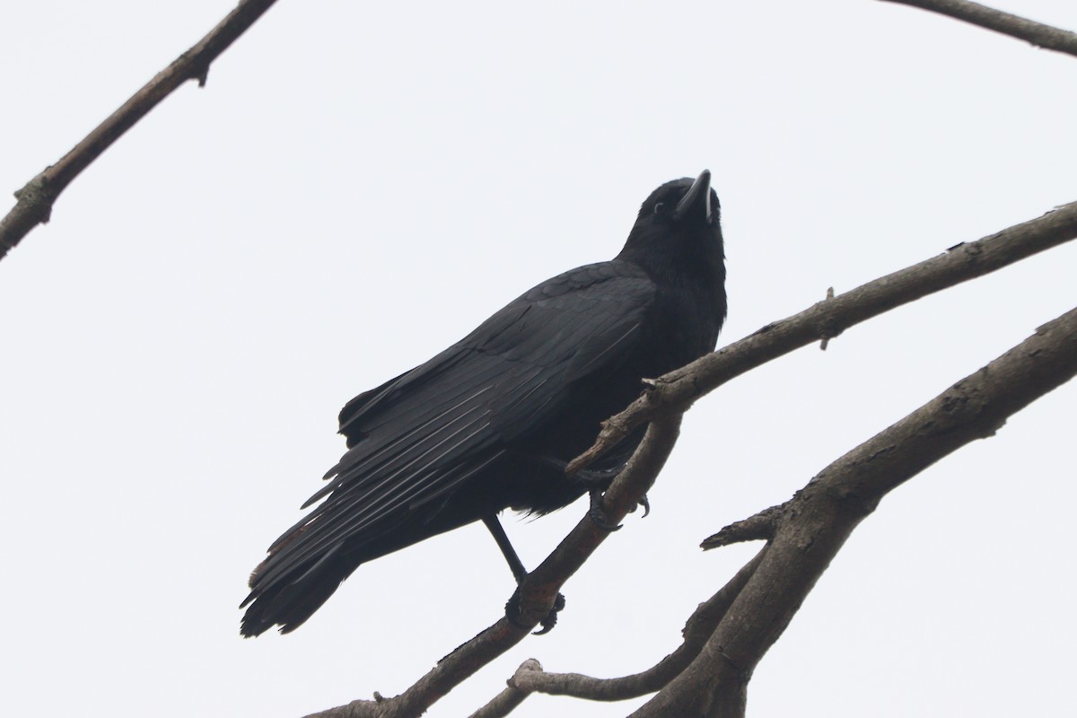 American Crow - ML569052291