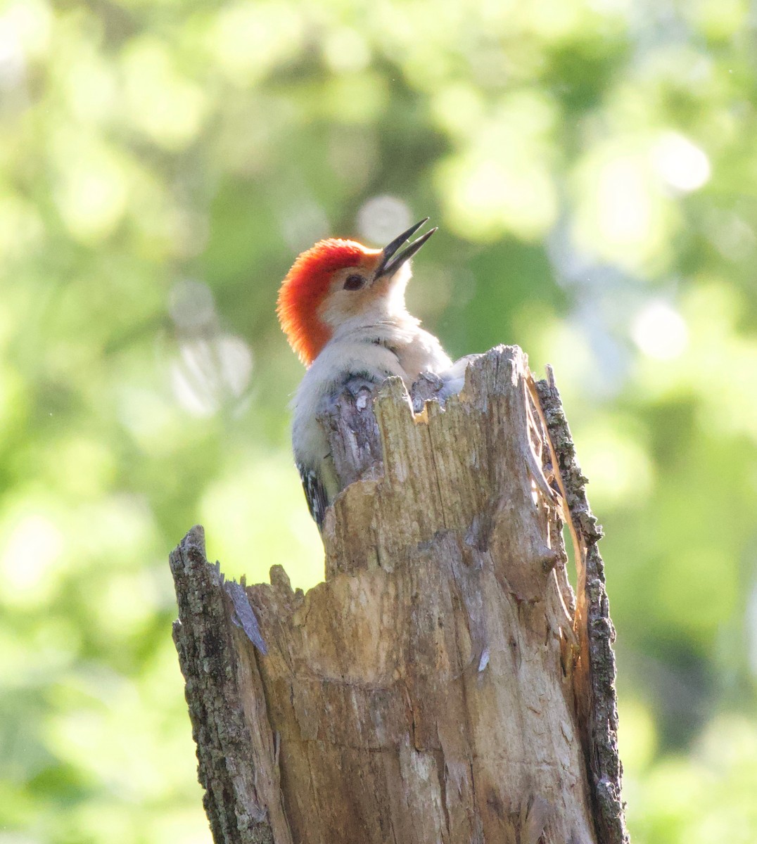 Red-bellied Woodpecker - ML569052401