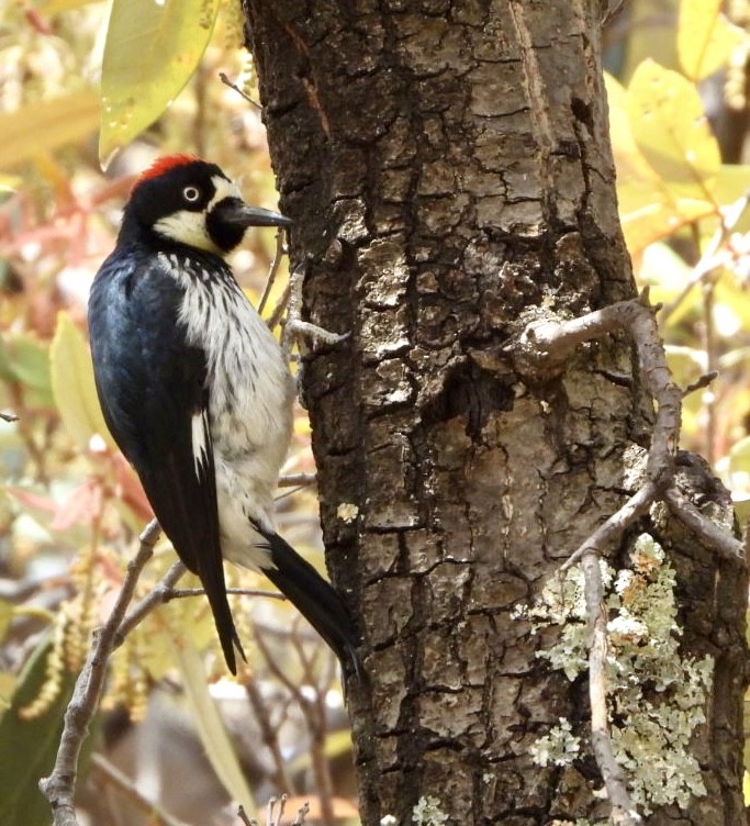 Acorn Woodpecker - ML569053381
