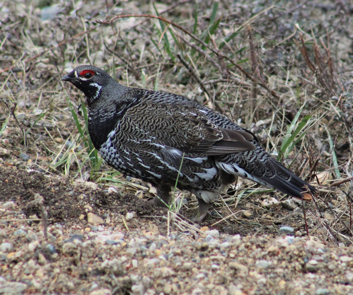 Spruce Grouse - ML569055671