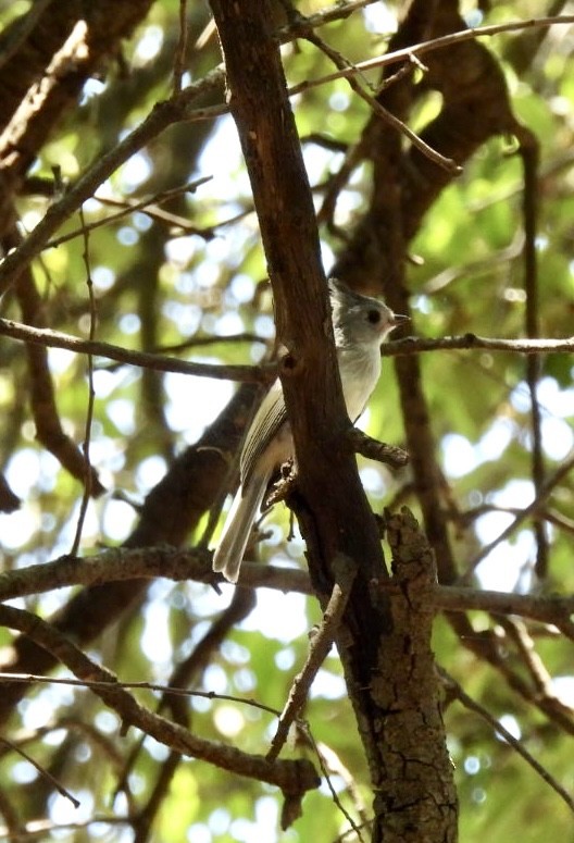 Black-crested Titmouse - ML569056071
