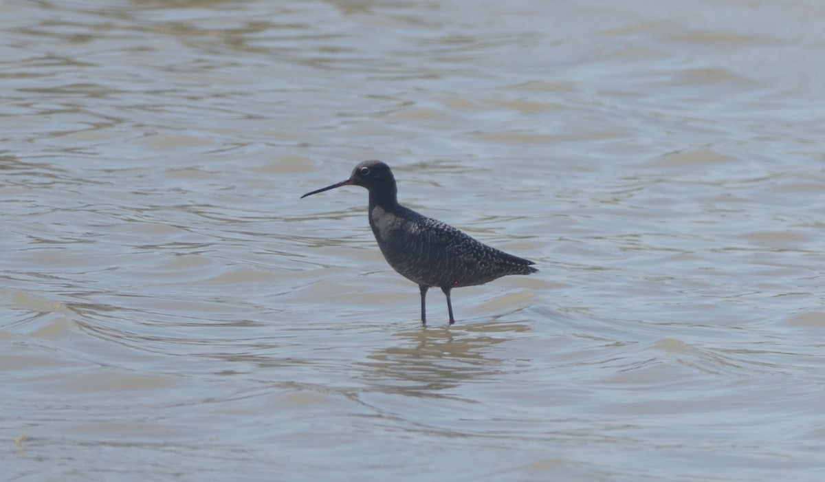 Spotted Redshank - ML56905621