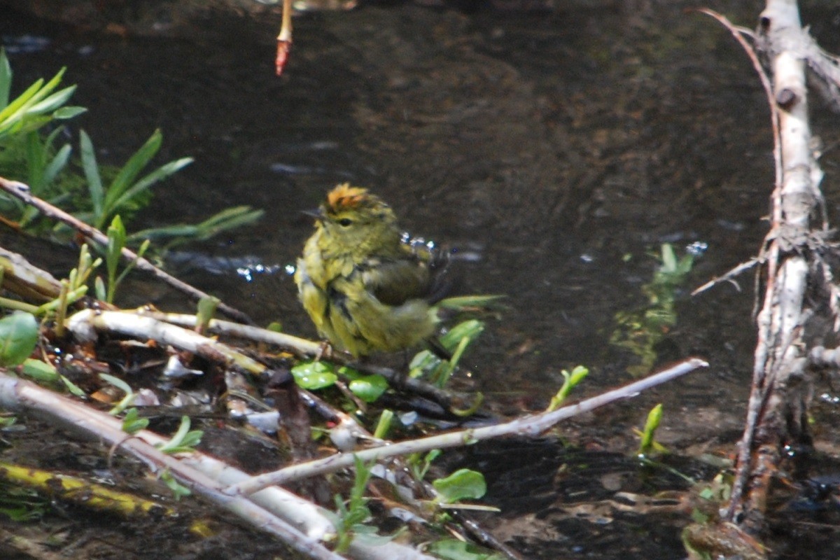 Orange-crowned Warbler - ML569056521