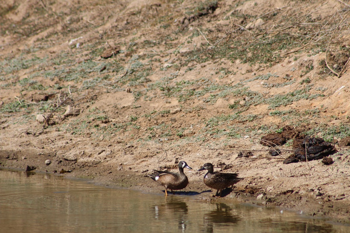 Blue-winged Teal - ML569057841