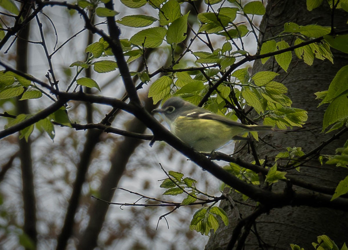 Blue-headed Vireo - ML569057901