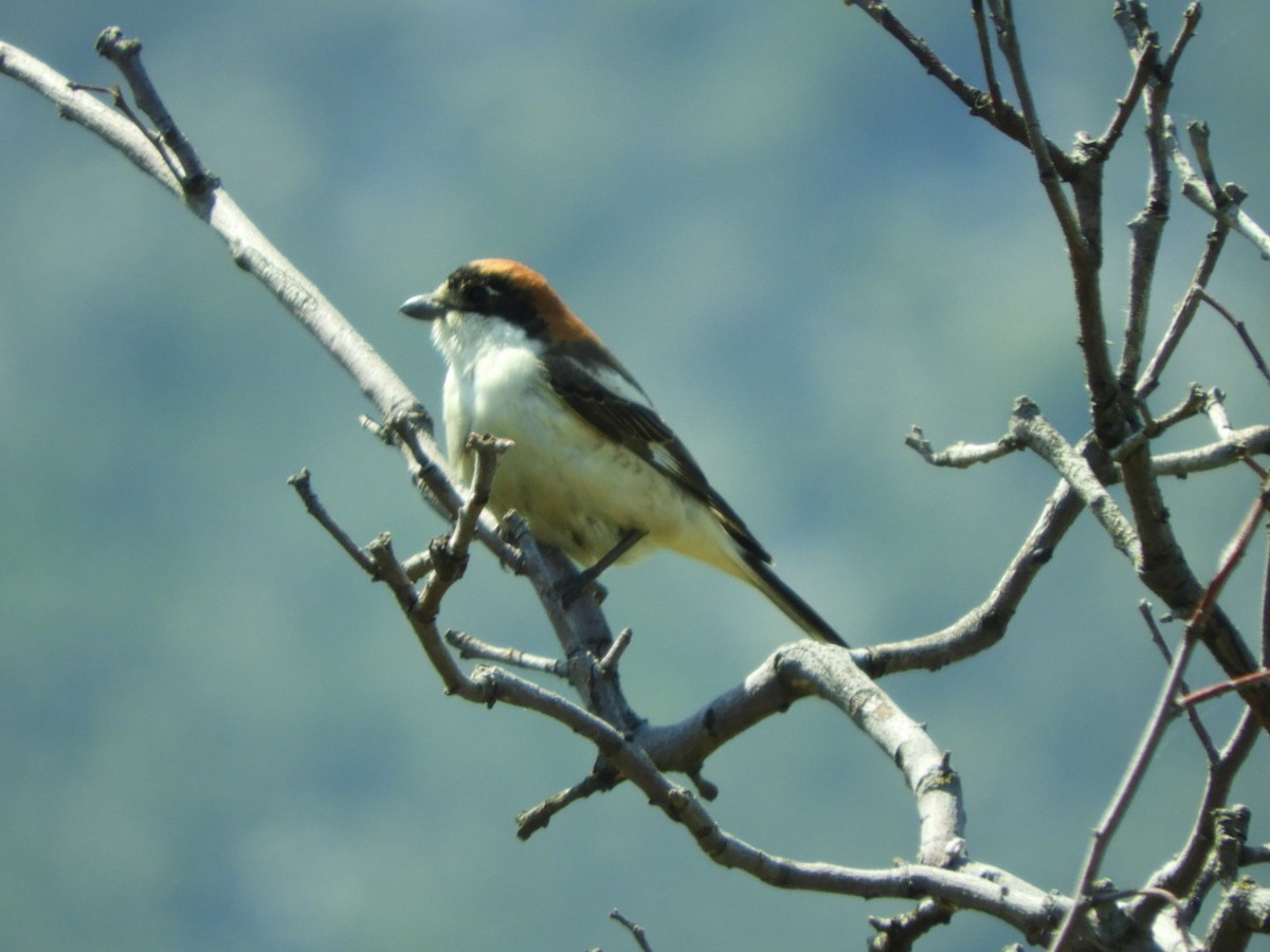 Woodchat Shrike - ML569058281