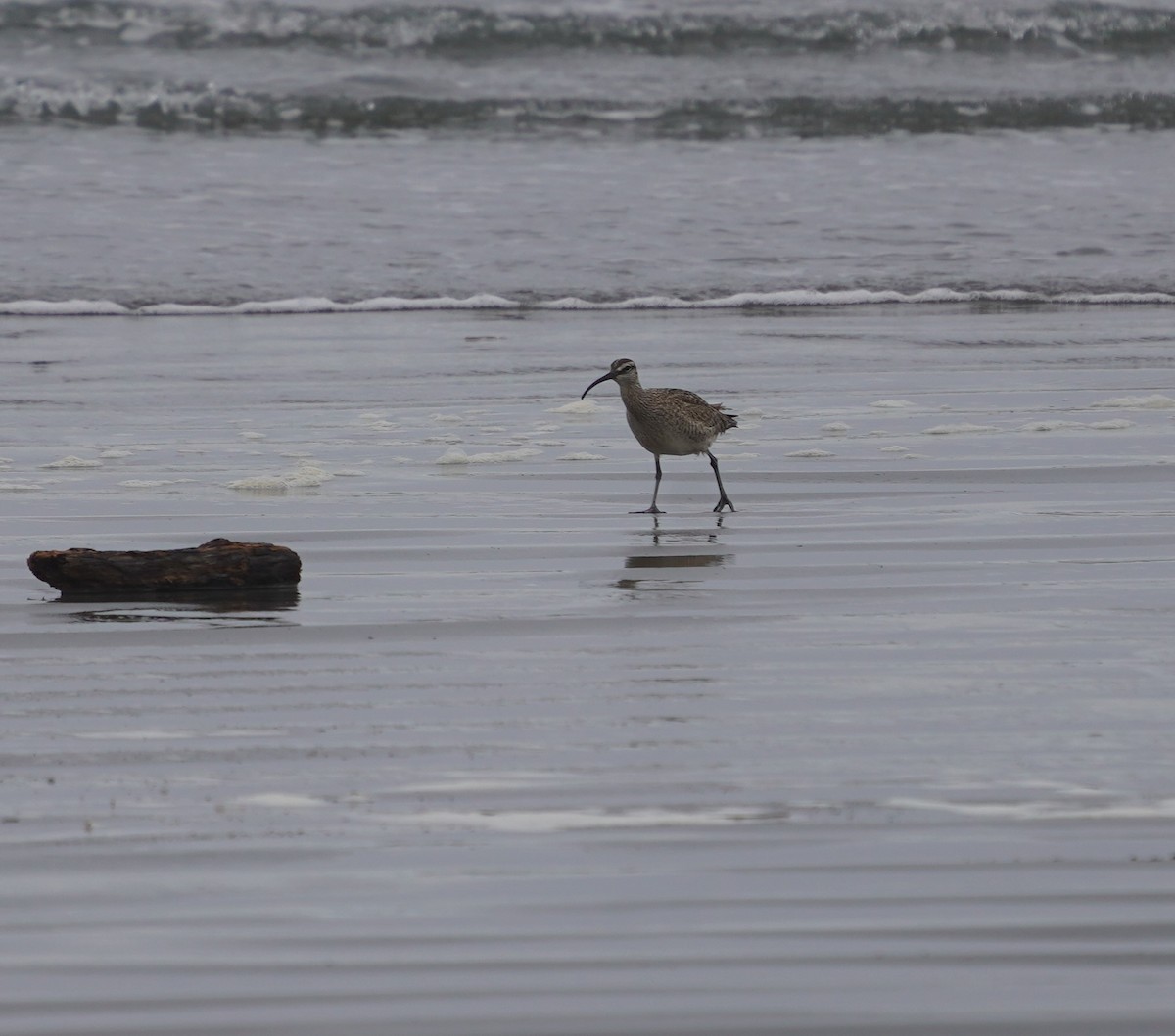 Whimbrel - ML569058701