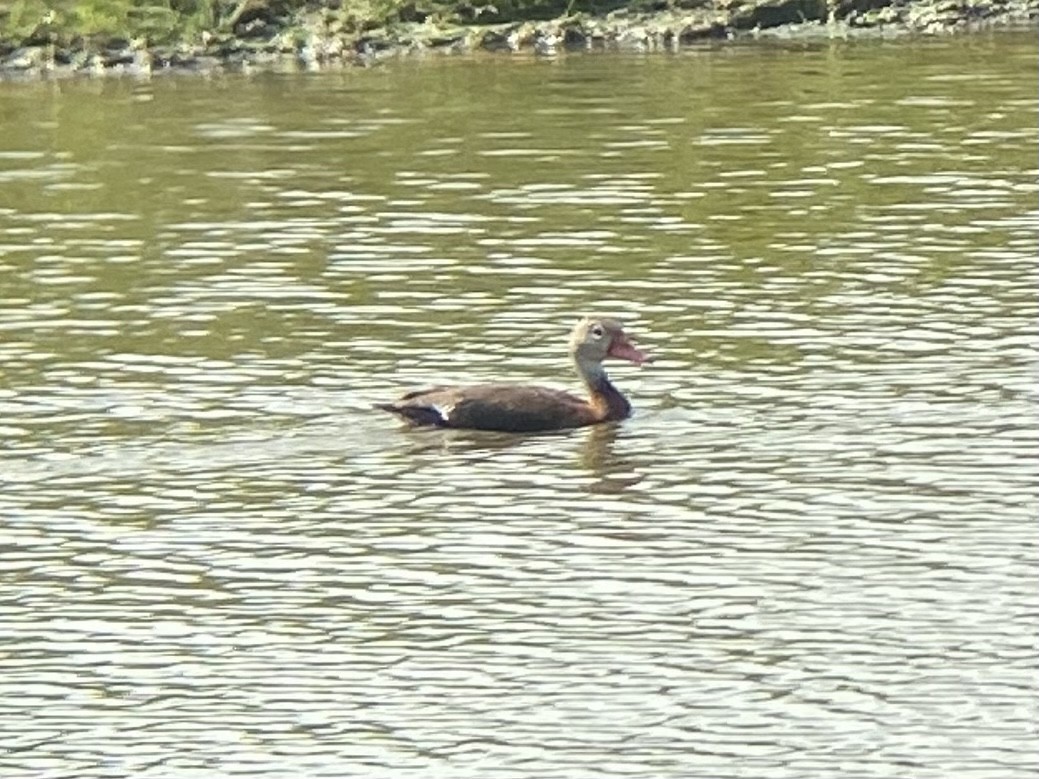 Black-bellied Whistling-Duck - ML569058761