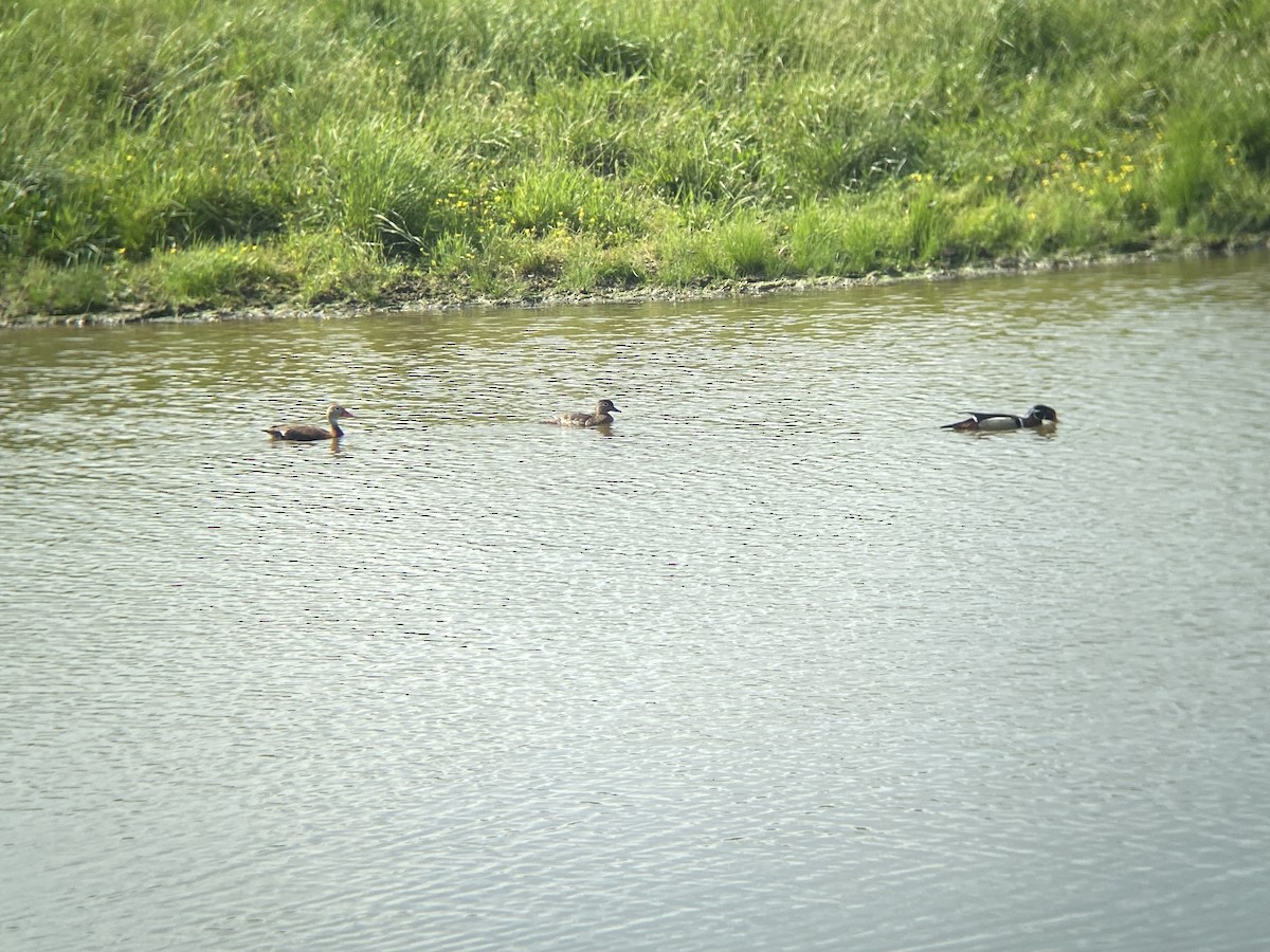 Black-bellied Whistling-Duck - Holly Coates