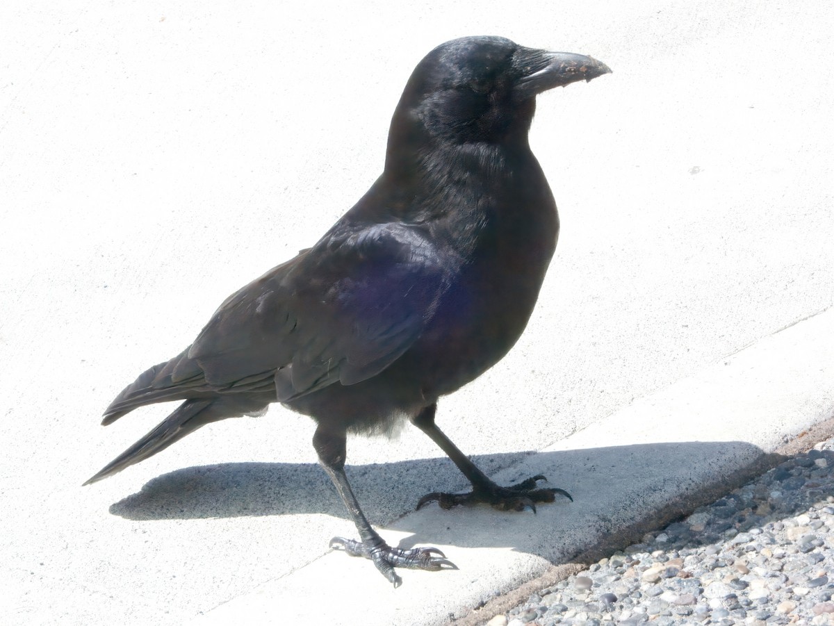 American Crow - ML569059091