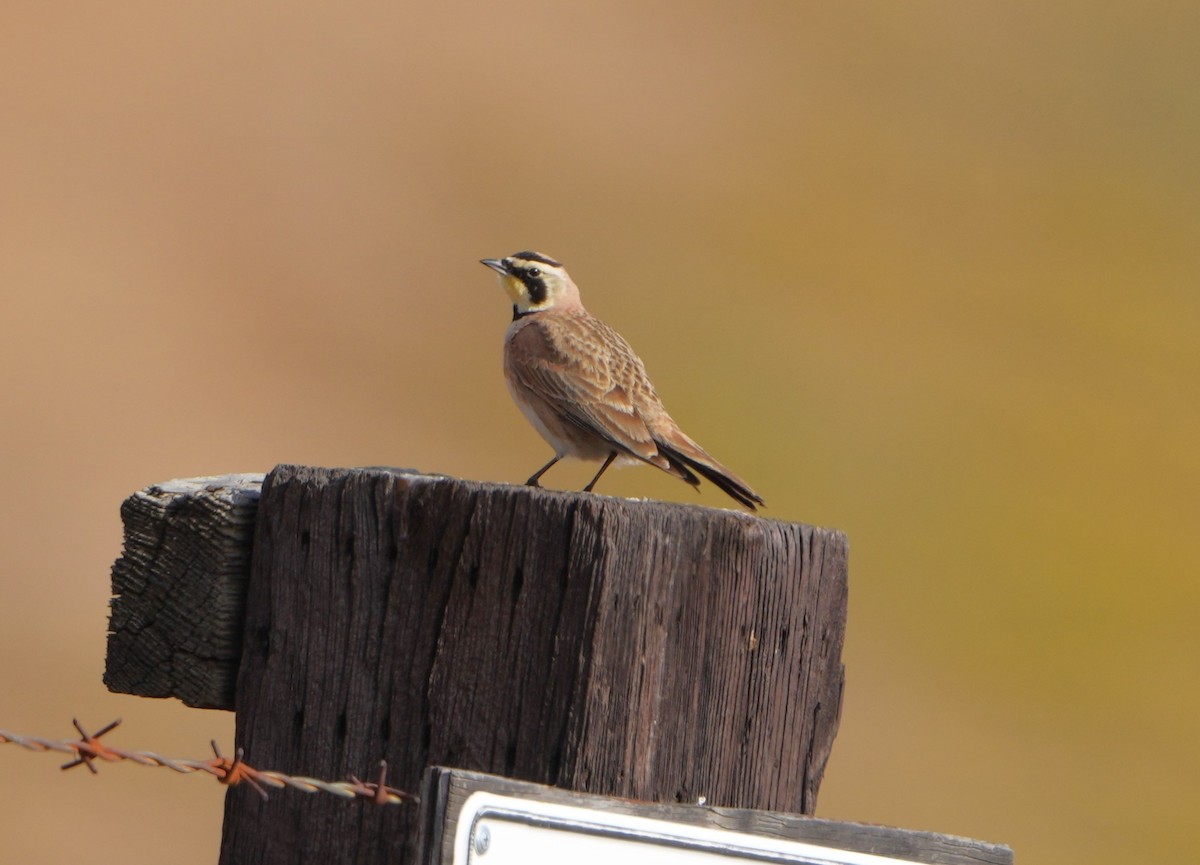 Horned Lark - ML569059451