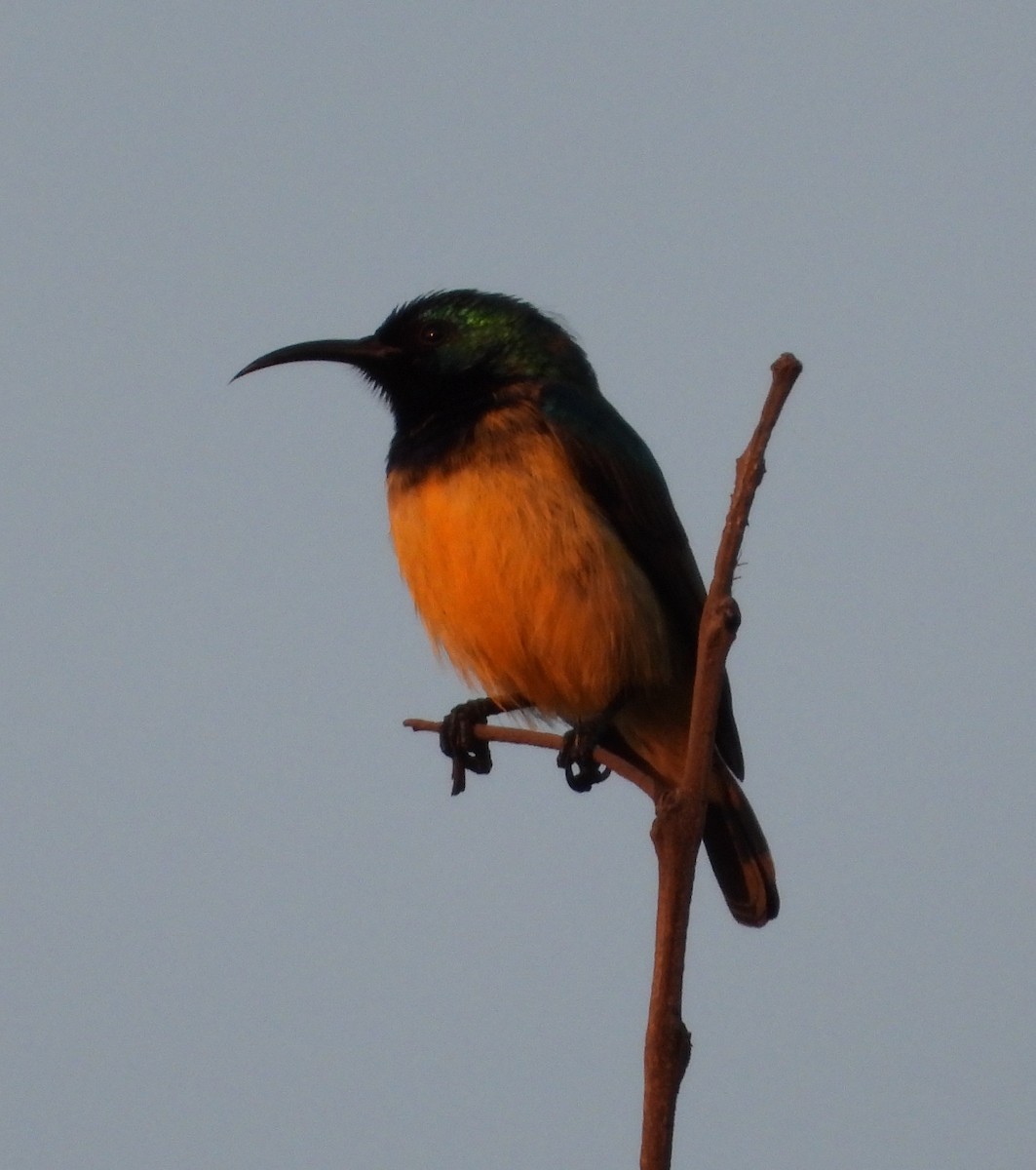 Variable Sunbird - Rodney Macready