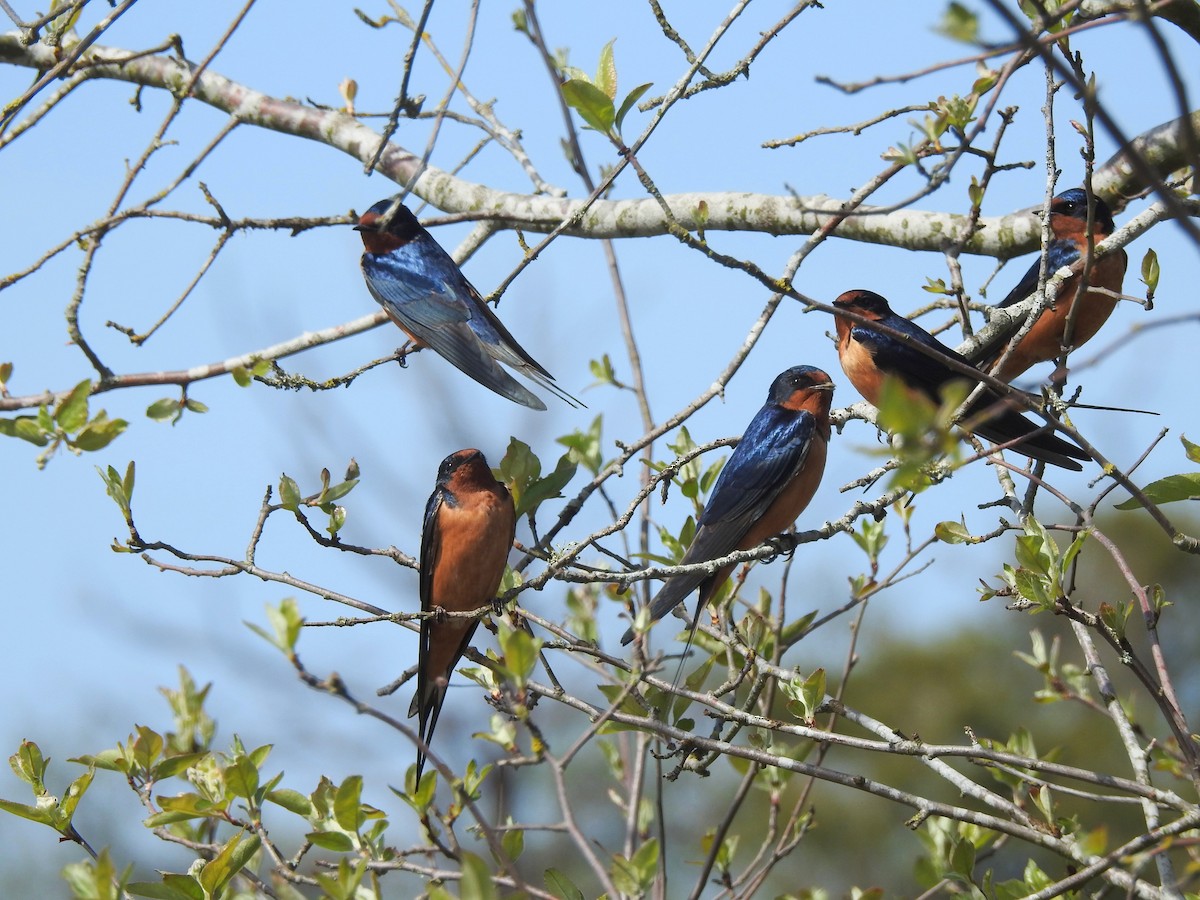 Barn Swallow - Charlene van de Kamp