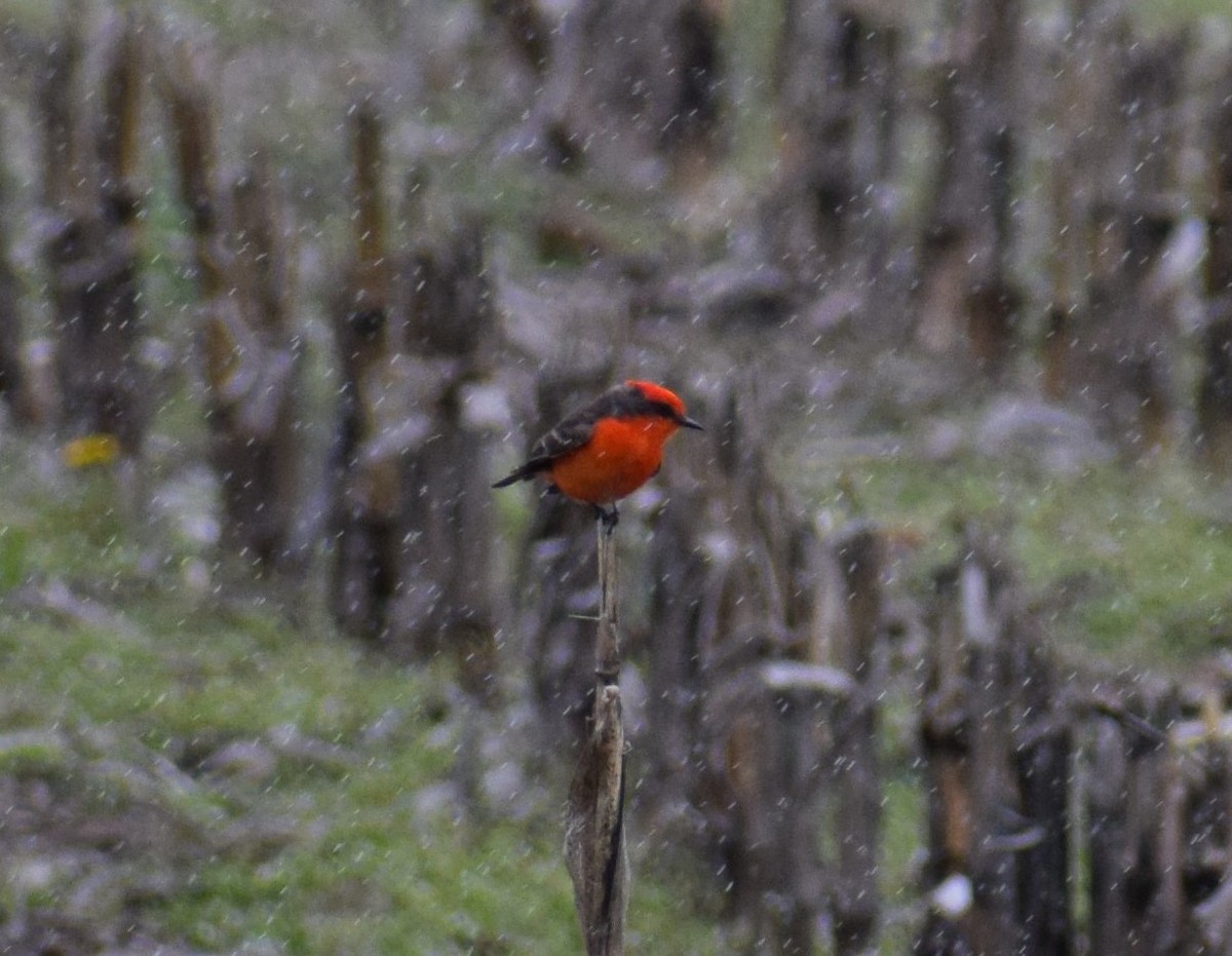 Vermilion Flycatcher - Andrew Naert