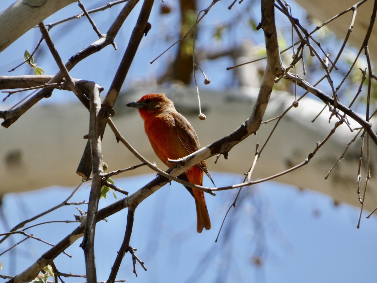 Hepatic Tanager - ML569060111