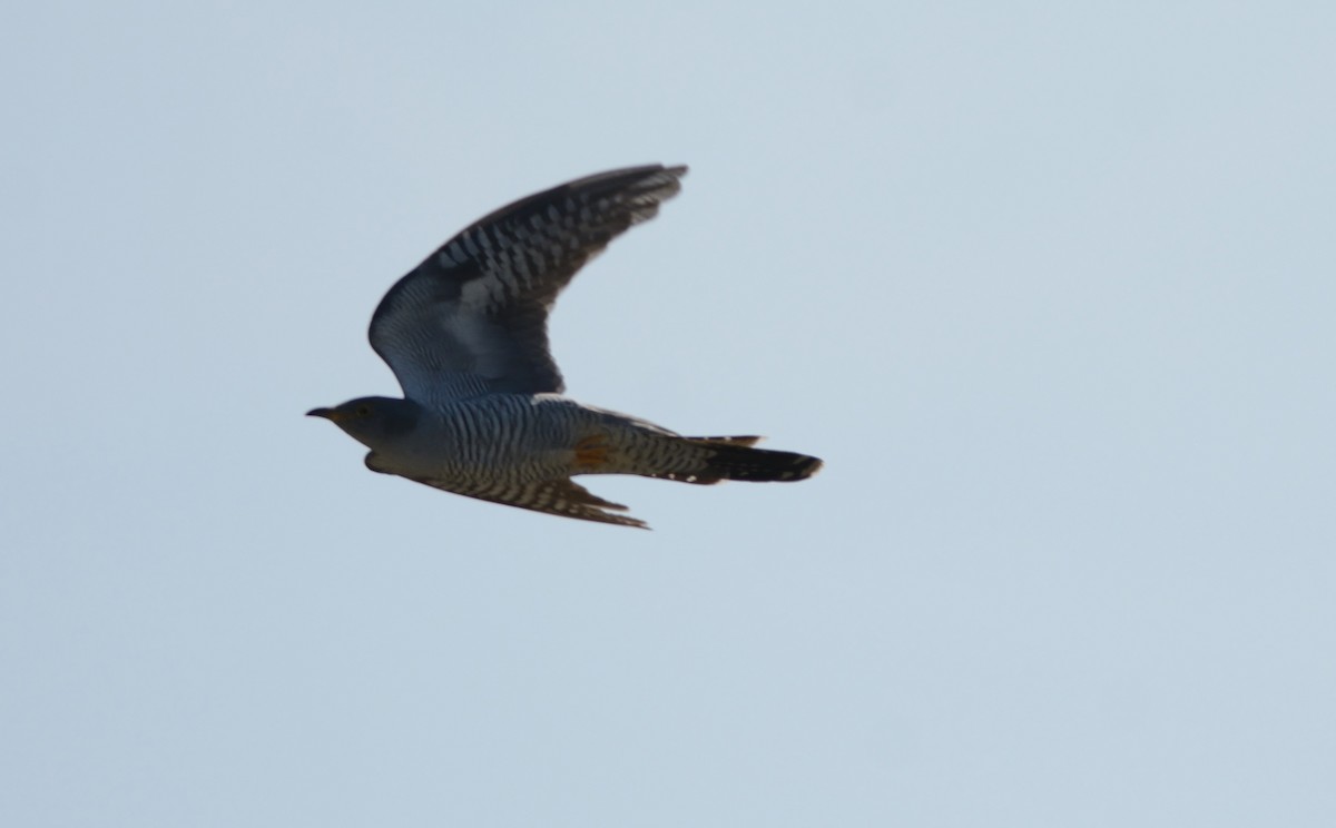 Common Cuckoo - ML56906291