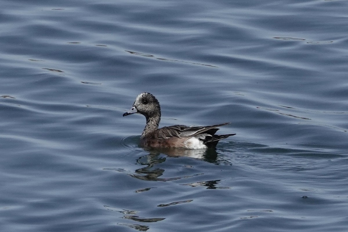 American Wigeon - ML569062981