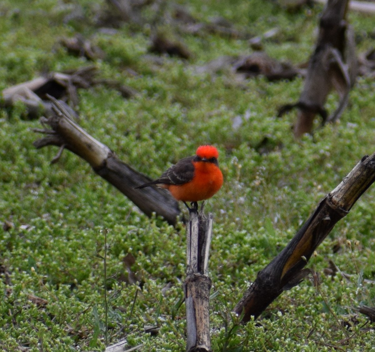 Vermilion Flycatcher - ML569063081