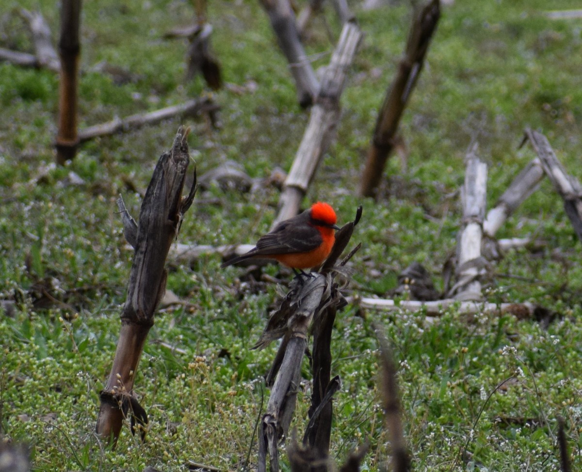 Vermilion Flycatcher - Andrew Naert