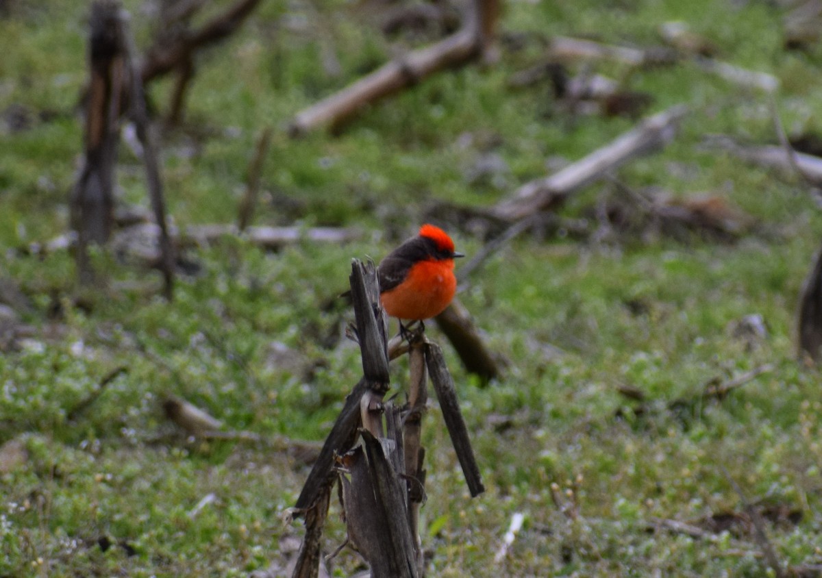 Vermilion Flycatcher - ML569063111