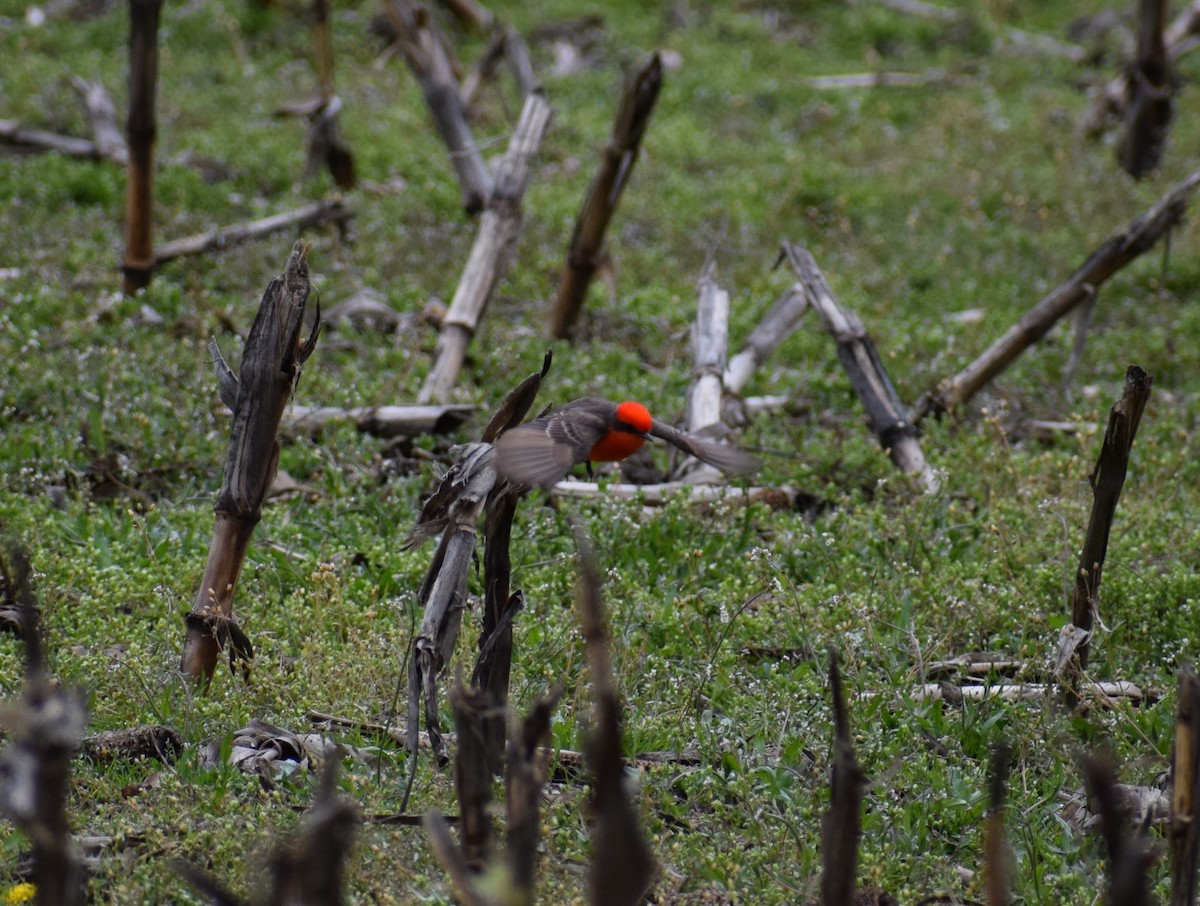 Vermilion Flycatcher - Andrew Naert