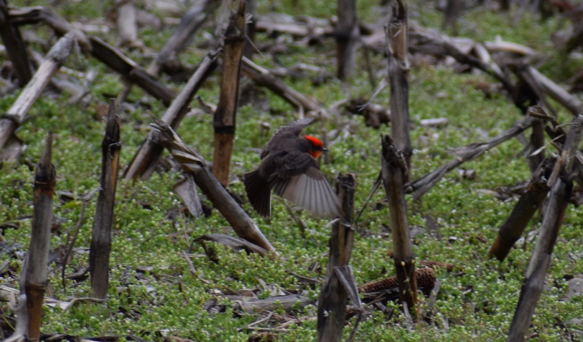 Vermilion Flycatcher - Andrew Naert