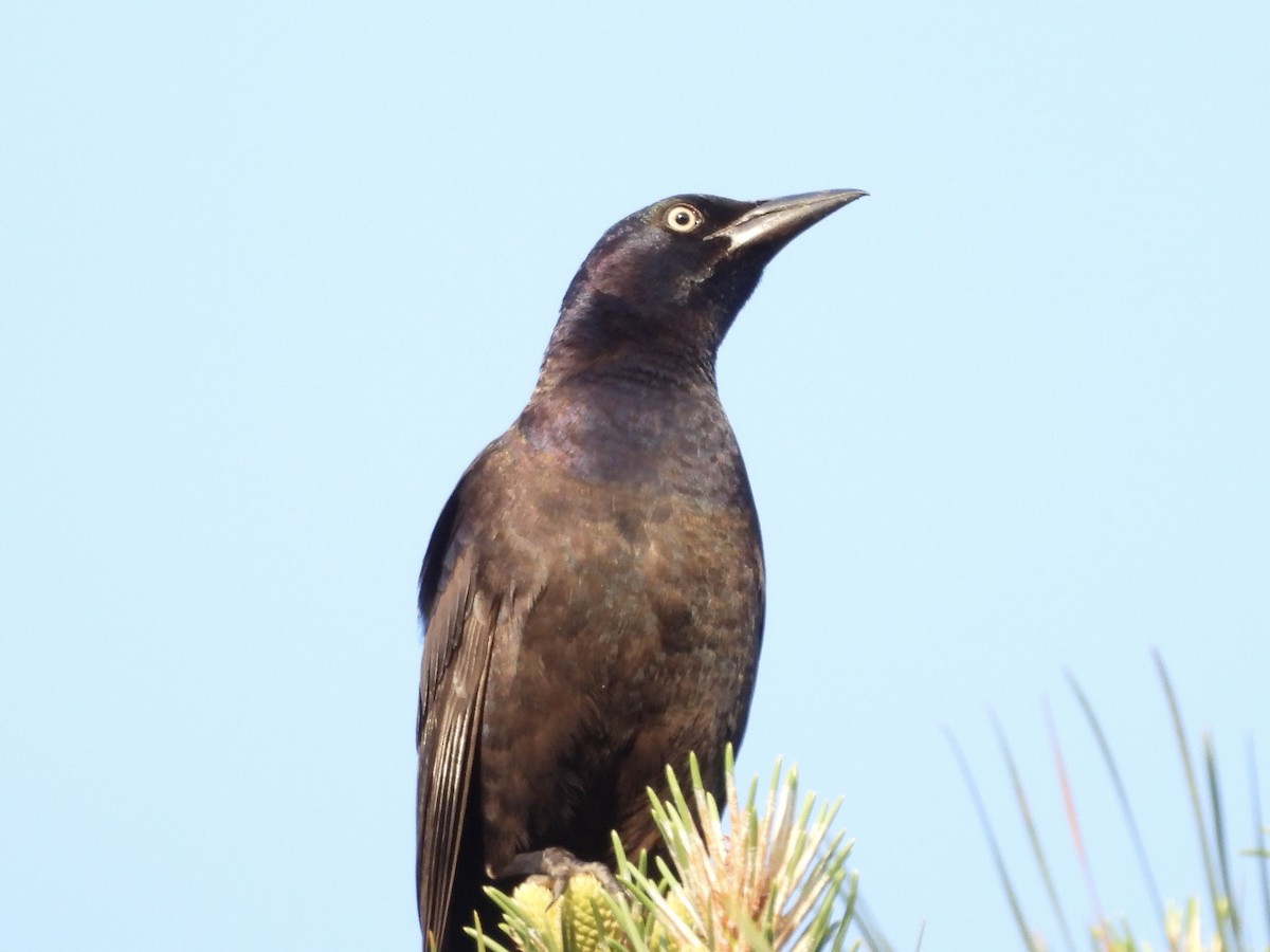 Common Grackle - ML569063511