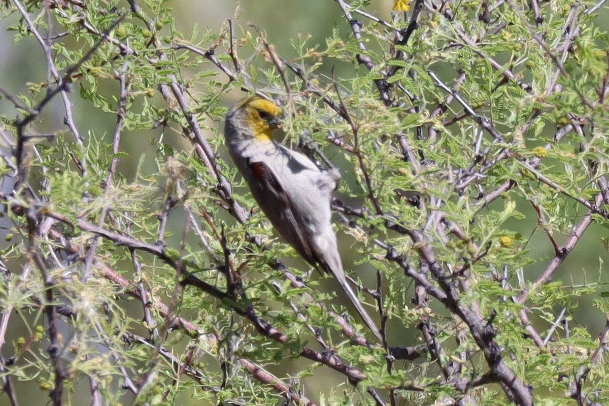 Verdin - Cindy Ann Bowers