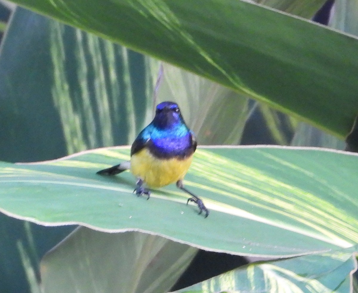 Variable Sunbird - Rodney Macready