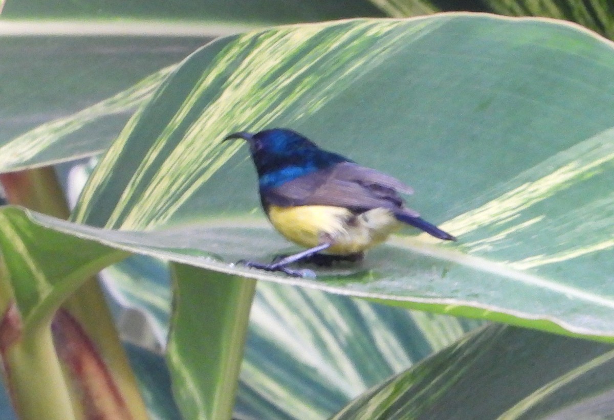 Variable Sunbird - Rodney Macready