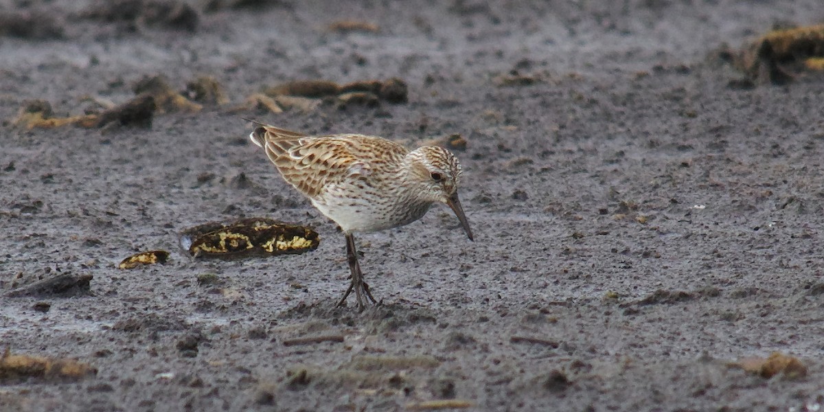 White-rumped Sandpiper - ML56906441