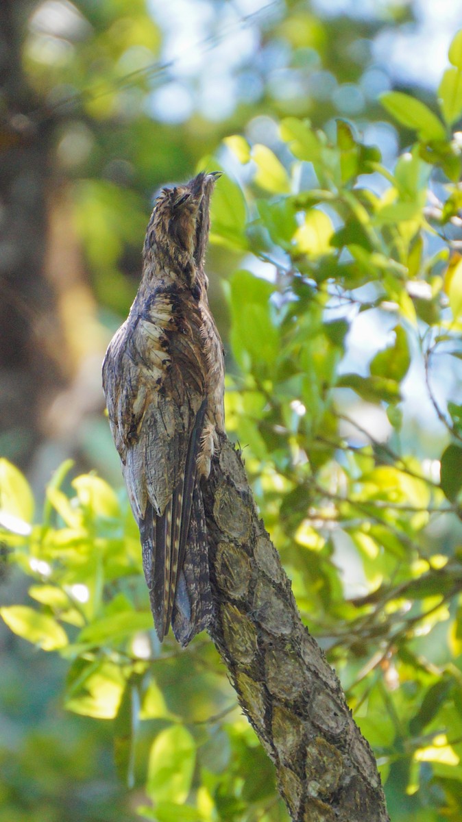 Common Potoo - Teylor Redondo