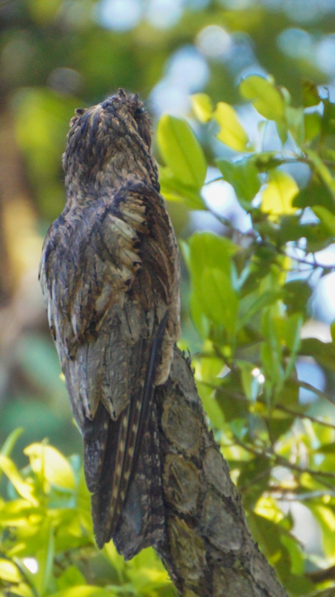 Common Potoo - ML569064701