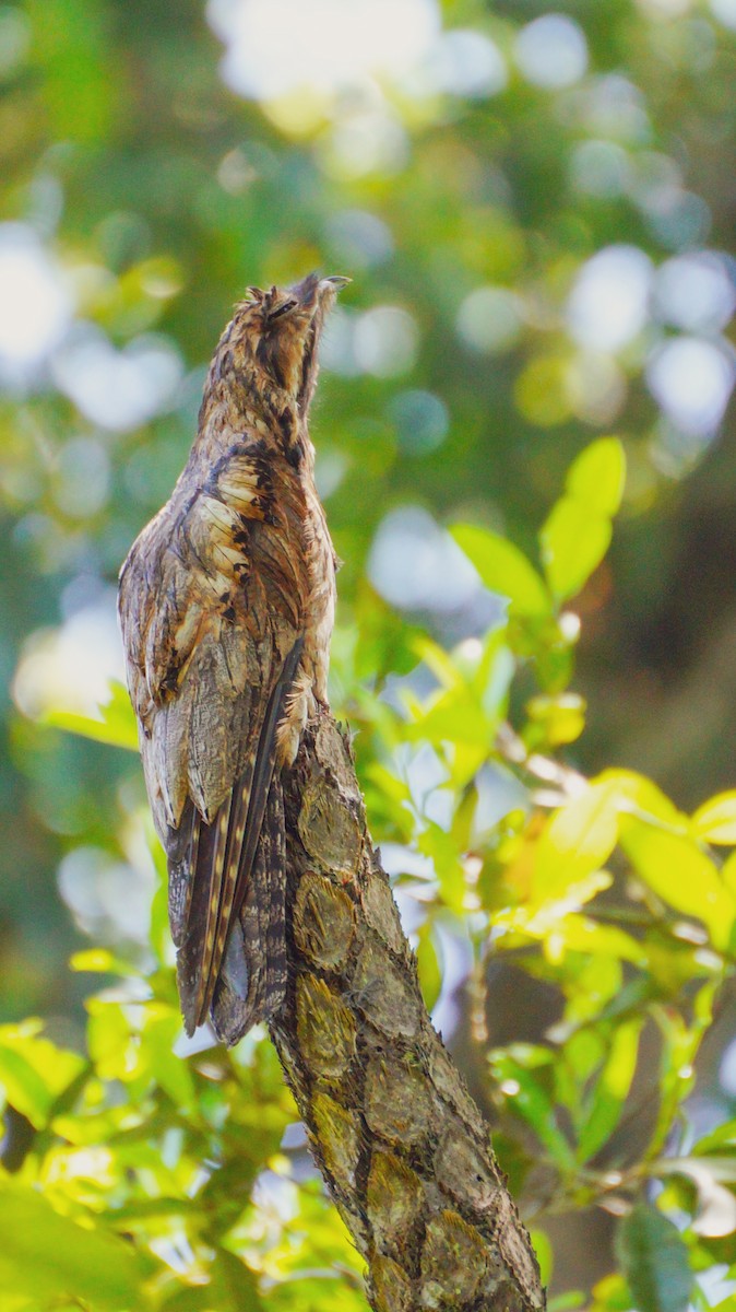 Common Potoo - ML569064711