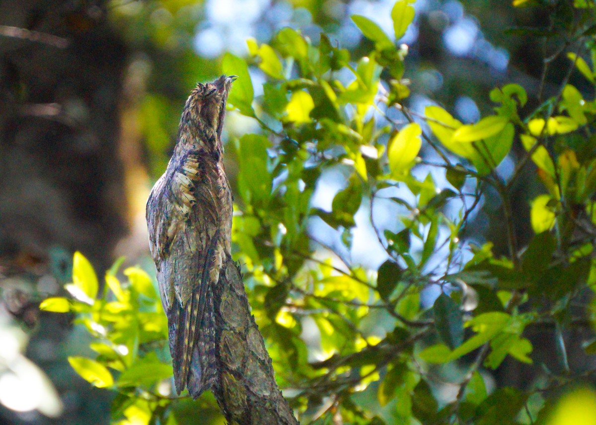 Common Potoo - ML569064721