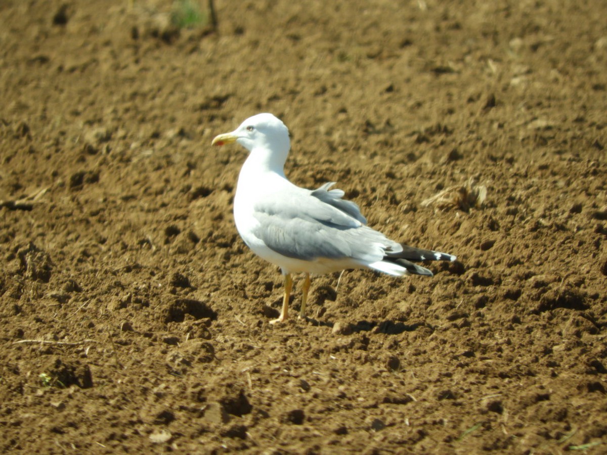 Gaviota Patiamarilla - ML569064831