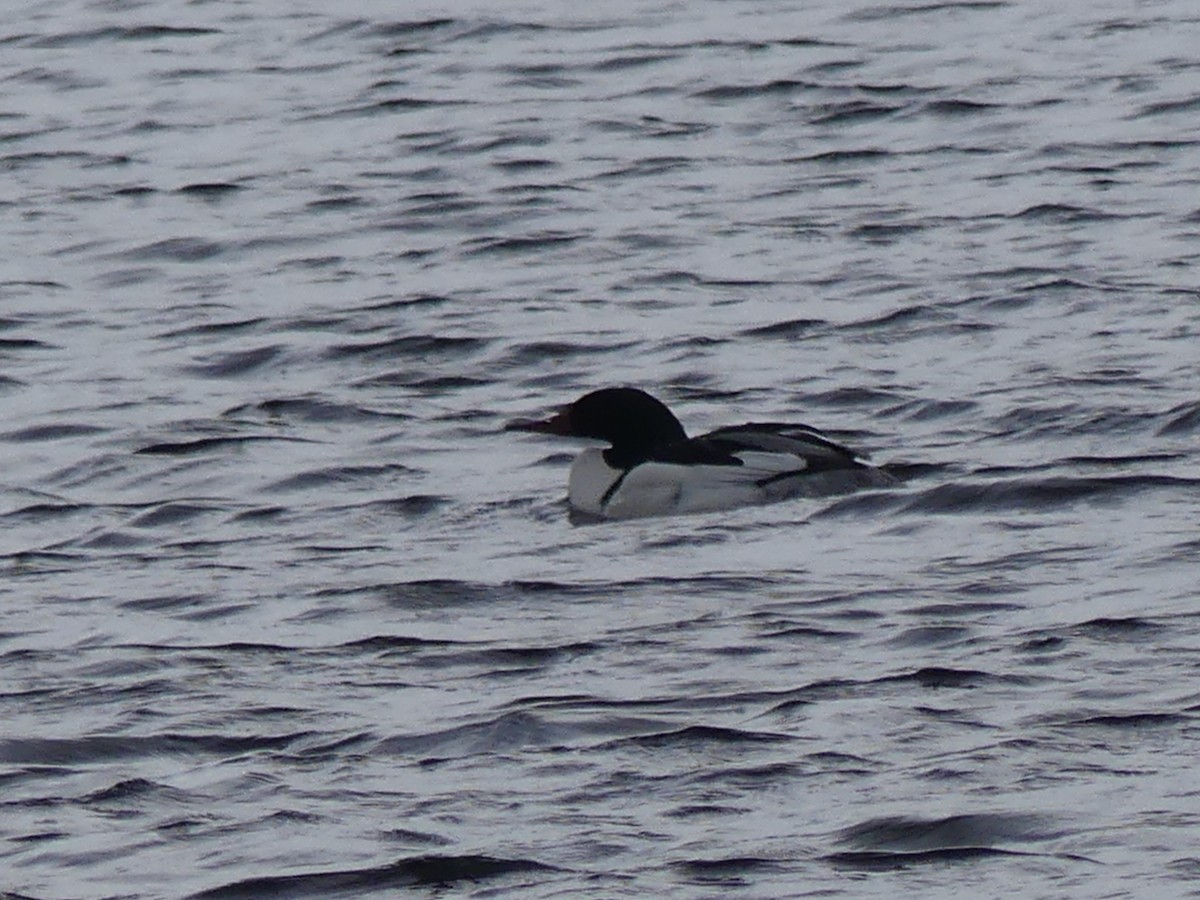 Common Merganser - Roland Bergeron