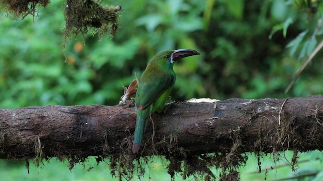 Crimson-rumped Toucanet - ML569065071