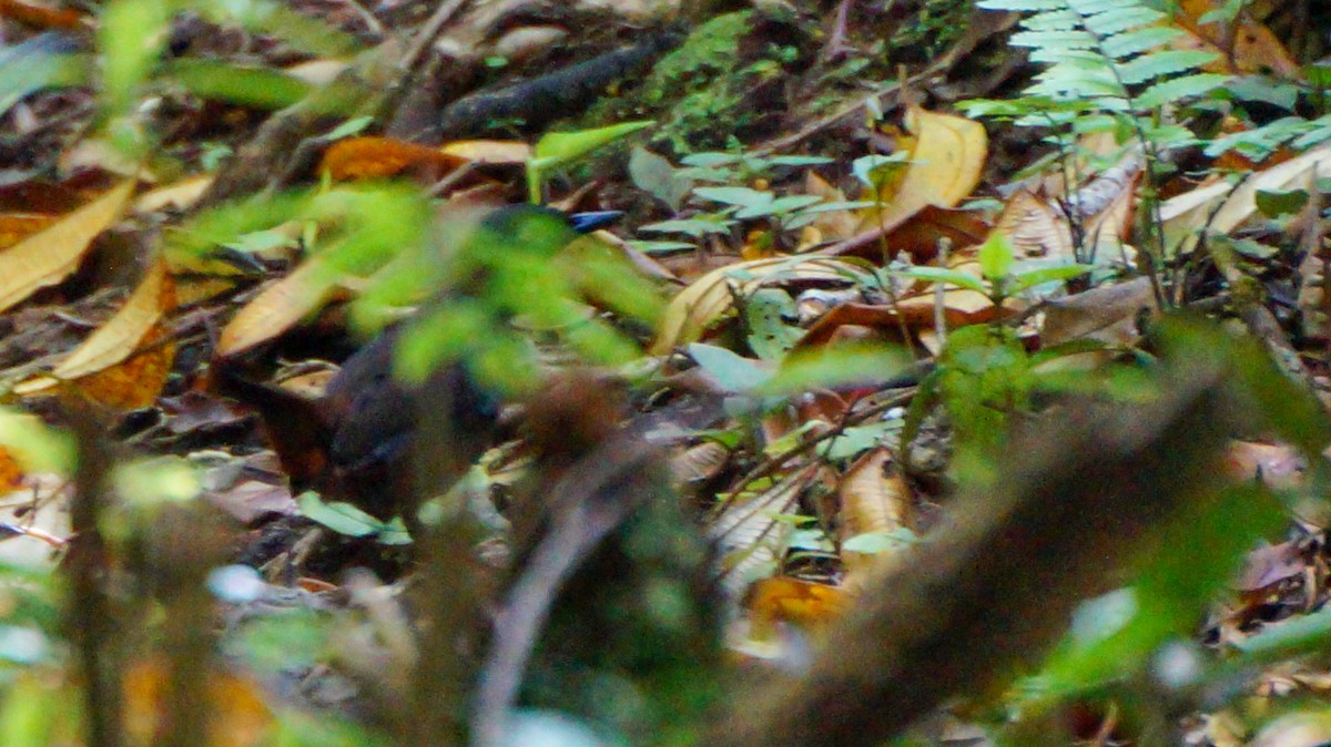 Black-headed Antthrush - Teylor Redondo