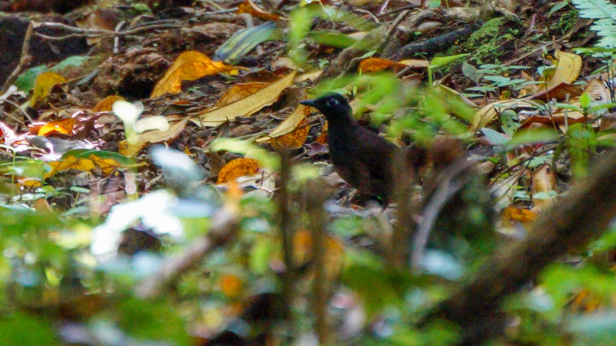 Black-headed Antthrush - ML569065331