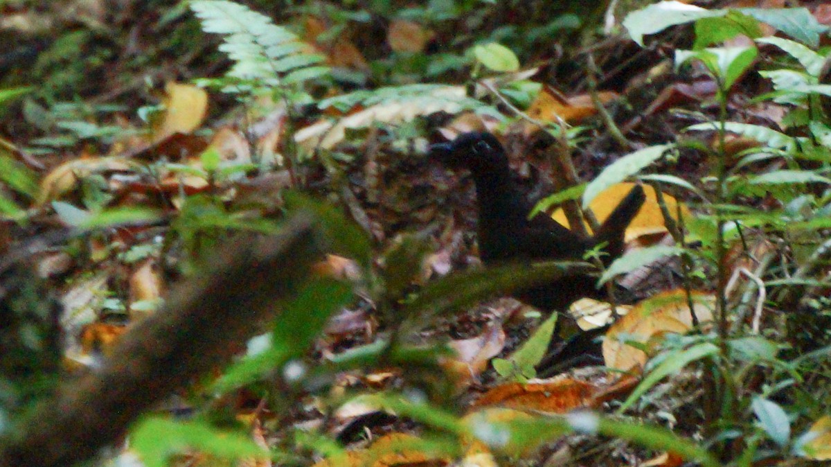 Black-headed Antthrush - Teylor Redondo