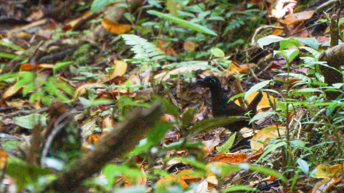 Black-headed Antthrush - Teylor Redondo