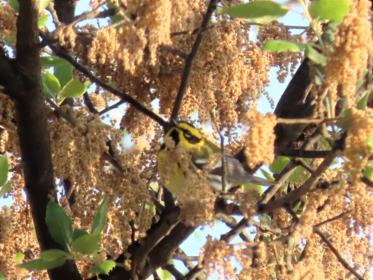 Townsend's Warbler - ML569066011