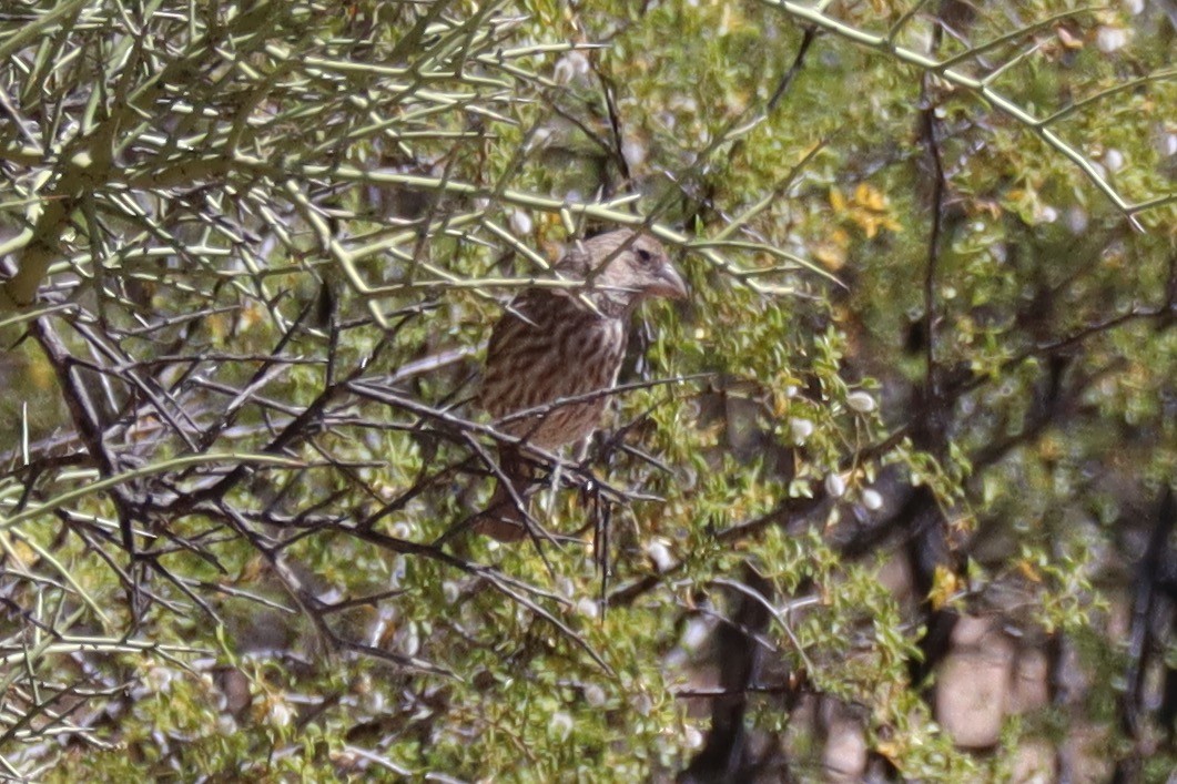 House Finch - ML569066371