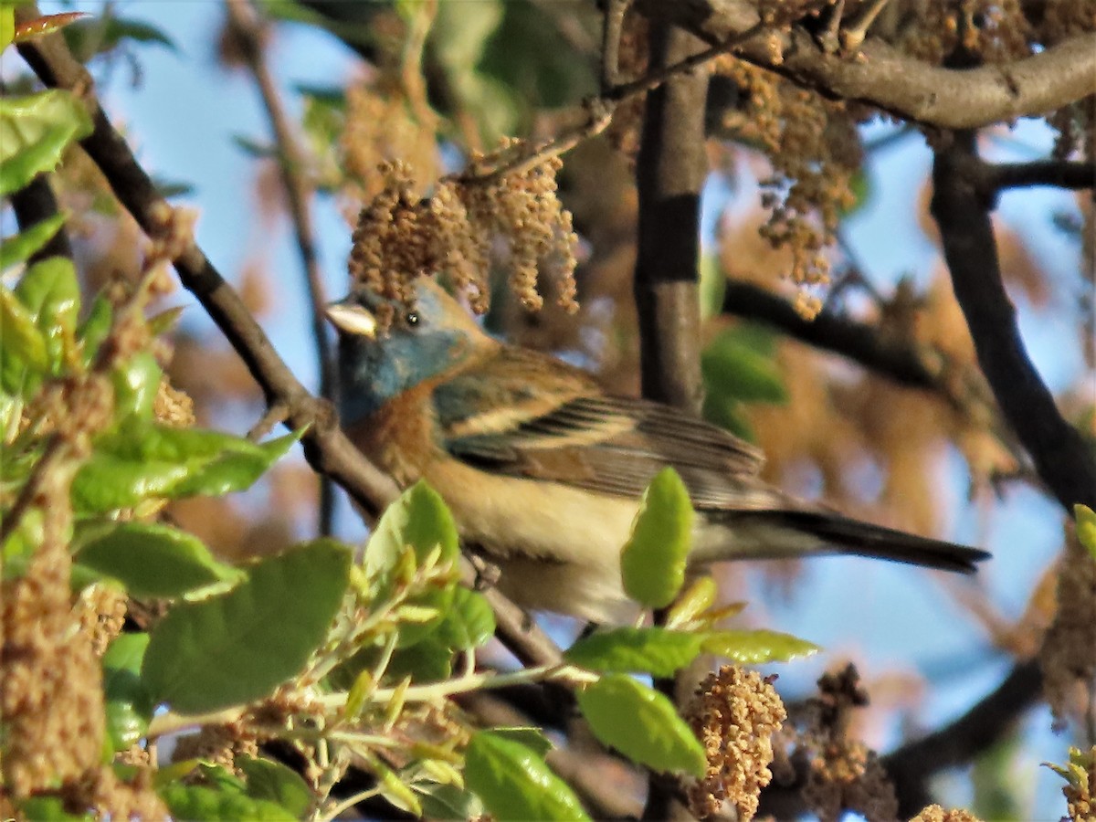 Lazuli Bunting - Rick Saxton