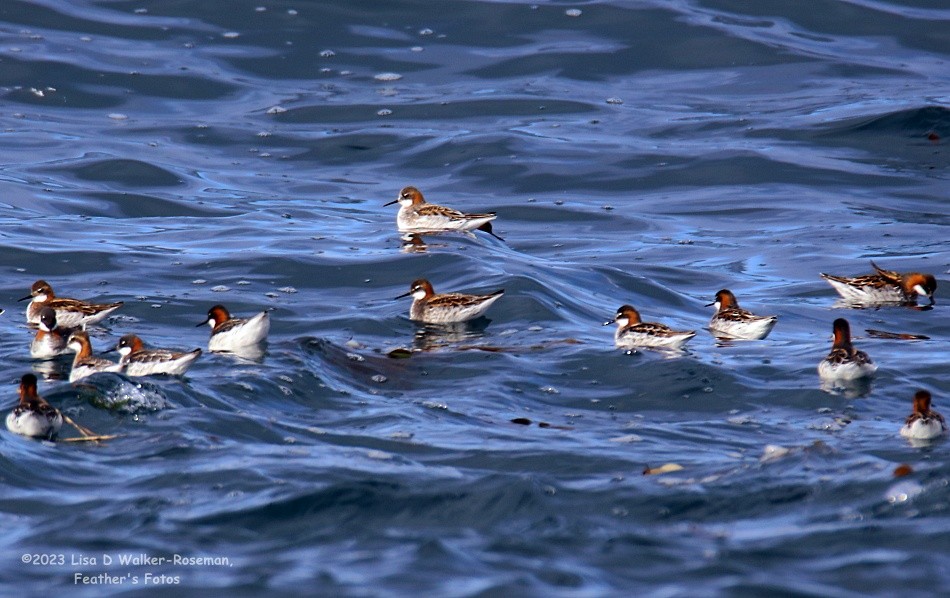 Red-necked Phalarope - Lisa Walker-Roseman