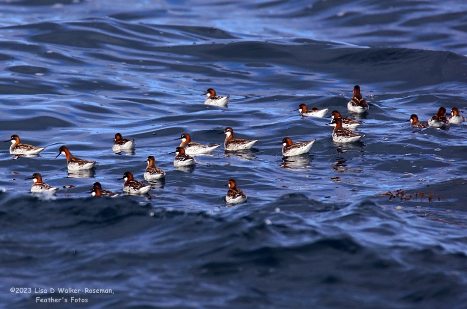 Red-necked Phalarope - Lisa Walker-Roseman