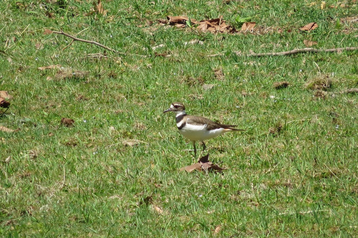 Killdeer - ML569067461